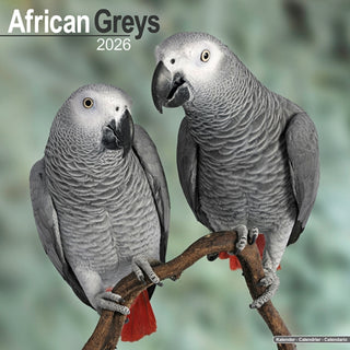 Cover image for 9781804607114 - African Greys Calendar 2026  Square Bird Wall Calendar - 16 Month