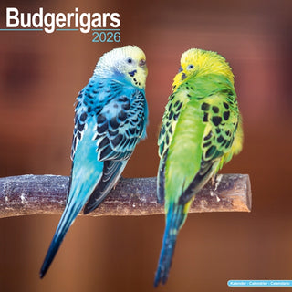 Cover image for 9781804607121 - Budgerigars Calendar 2026  Square Bird Wall Calendar - 16 Month