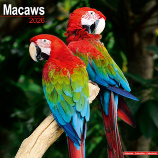 Cover image for 9781804607145 - Macaws Calendar 2026  Square Bird Wall Calendar - 16 Month