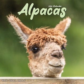 Cover image for 9781804607169 - Alpacas Calendar 2026  Square Animal Wall Calendar - 16 Month