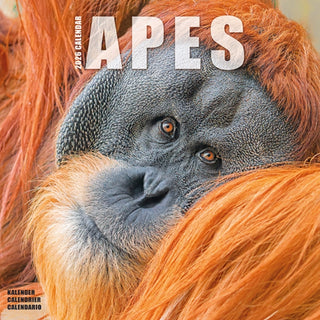 Cover image for 9781804607176 - Apes Calendar 2026  Square Animal Wall Calendar - 16 Month