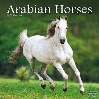 Cover image for 9781804607183 - Arabian Horses Calendar 2026  Square Horses Wall Calendar - 16 Month