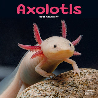 Cover image for 9781804607190 - Axolotls Calendar 2026  Square Animal Wall Calendar - 16 Month