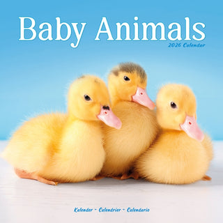 Cover image for 9781804607206 - Baby Animals Calendar 2026  Square Animal Wall Calendar - 16 Month