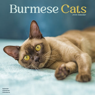 Cover image for 9781804607244 - Cats - Burmese Calendar 2026  Square Cat Wall Calendar - 16 Month