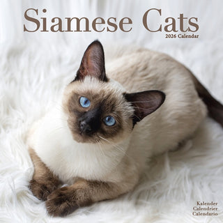 Cover image for 9781804607251 - Cats - Siamese Calendar 2026  Square Cat Wall Calendar - 16 Month