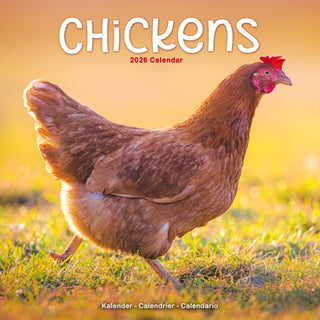 Cover image for 9781804607268 - Chickens Calendar 2026  Square Farm Animals & Birds Wall Calendar - 16 Month