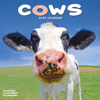 Cover image for 9781804607275 - Cows Calendar 2026  Square Farm Animal Wall Calendar - 16 Month