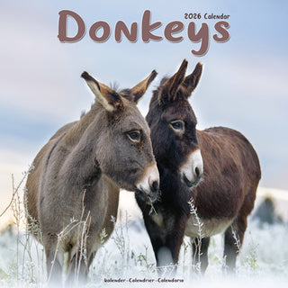 Cover image for 9781804607305 - Donkeys Calendar 2026  Square Animal Wall Calendar - 16 Month