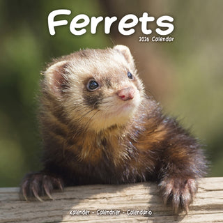 Cover image for 9781804607329 - Ferrets Calendar 2026  Square Animal Wall Calendar - 16 Month