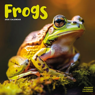 Cover image for 9781804607336 - Frogs Calendar 2026  Square Animal Wall Calendar - 16 Month