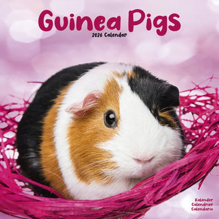 Cover image for 9781804607350 - Guinea Pigs Calendar 2026  Square Animal Wall Calendar - 16 Month
