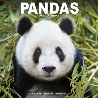 Cover image for 9781804607428 - Panadas Calendar 2026  Square Animal Wall Calendar - 16 Month