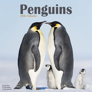 Cover image for 9781804607435 - Penguins Calendar 2026  Square Animal Wall Calendar - 16 Month