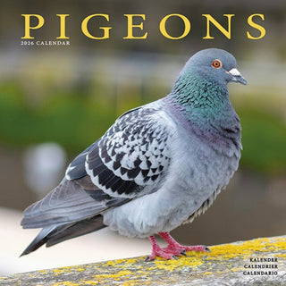 Cover image for 9781804607442 - Pigeons Calendar 2026  Square Birds Wall Calendar - 16 Month