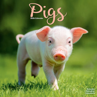 Cover image for 9781804607459 - Pigs Calendar 2026  Square Farm Animal Wall Calendar - 16 Month