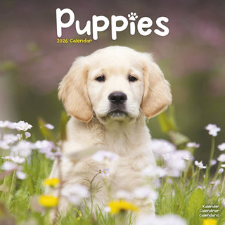 Cover image for 9781804607466 - Puppies Calendar 2026  Square Animal Wall Calendar - 16 Month