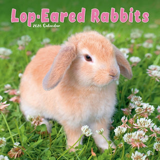 Cover image for 9781804607480 - Rabbits - Lop Eared Calendar 2026  Square Animal Wall Calendar - 16 Month