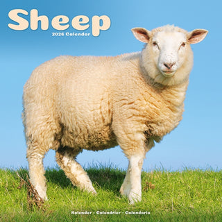 Cover image for 9781804607497 - Sheep Calendar 2026  Square Farm Animal Wall Calendar - 16 Month