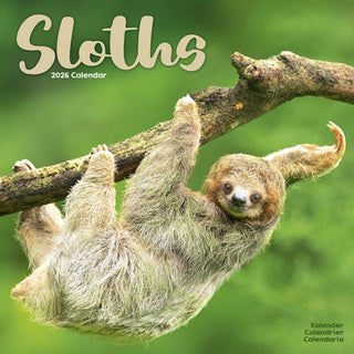 Cover image for 9781804607503 - Sloths Calendar 2026  Square Animal Wall Calendar - 16 Month