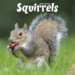 Cover image for 9781804607510 - Squirrels Calendar 2026  Square Animal Wall Calendar - 16 Month