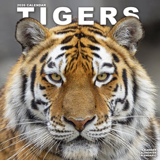 Cover image for 9781804607527 - Tigers Calendar 2026  Square Wildlife Safari Big Cats Wall Calendar - 16 Month
