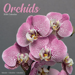 Cover image for 9781804607763 - Orchids Calendar 2026  Square Flowers Wall Calendar - 16 Month