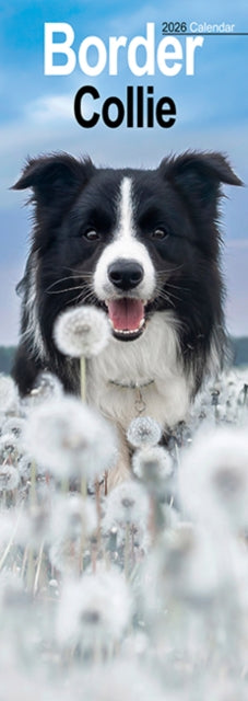 Cover image for 9781804607954 - Border Collie Slim Calendar 2026  Dog Breed Slimline Calendar - 12 Month