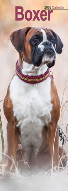 Cover image for 9781804607978 - Boxer Slim Calendar 2026  Dog Breed Slimline Calendar - 12 Month