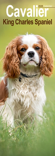 Cover image for 9781804607985 - Cavalier King Charles Slim Calendar 2026  Dog Breed Slimline Calendar - 12 Month
