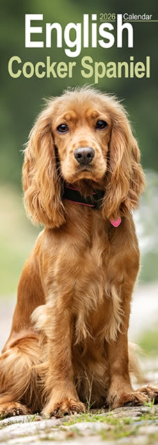 Cover image for 9781804608012 - English Cocker Spaniel  Slim Calendar 2026  Dog Breed Slimline Calendar - 12 Month