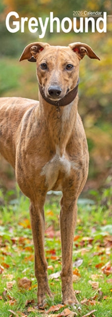 Cover image for 9781804608067 - Greyhound Slim Calendar 2026  Dog Breed Slimline Calendar - 12 Month