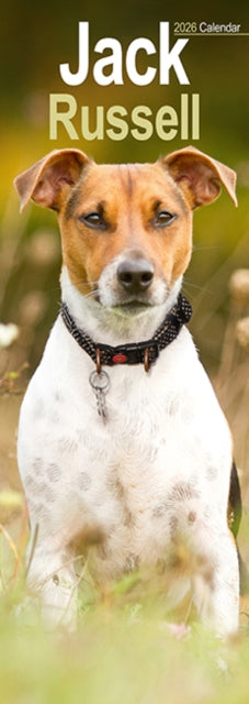 Cover image for 9781804608074 - Jack Russell Slim Calendar 2026  Dog Breed Slimline Calendar - 12 Month