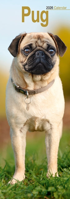 Cover image for 9781804608111 - Pug Slim Calendar 2026  Dog Breed Slimline Calendar - 12 Month
