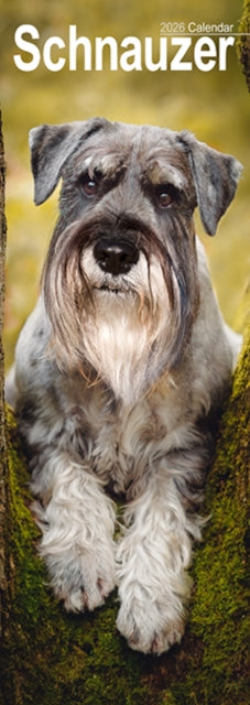 Cover image for 9781804608135 - Schnauzer Slim Calendar 2026  Dog Breed Slimline Calendar - 12 Month
