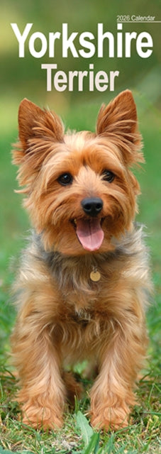 Cover image for 9781804608173 - Yorkshire Terrier Slim Calendar 2026  Dog Breed Slimline Calendar - 12 Month