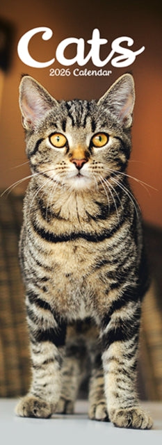 Cover image for 9781804608203 - Cats Slim Calendar 2026  Cute Slimline Calendar - 12 Month