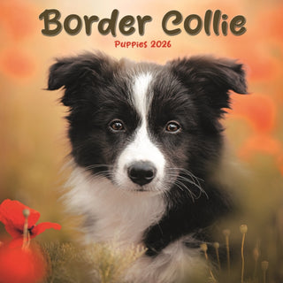 Cover image for 9781804608340 - Border Collie Puppies Square Mini Calend