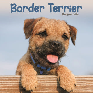 Cover image for 9781804608357 - Border Terrier Puppies Square Mini Calen