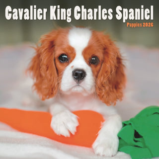 Cover image for 9781804608371 - Cavalier King Charles Spaniel Puppies Sq