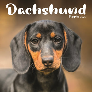 Cover image for 9781804608395 - Dachshund Puppies Square Mini Calendar 2