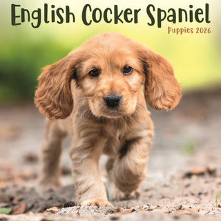 Cover image for 9781804608401 - English Cocker Spaniel Puppies Square Mi