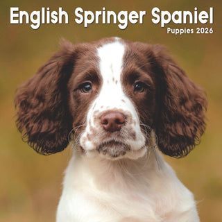 Cover image for 9781804608418 - English Springer Spaniel Puppies Square