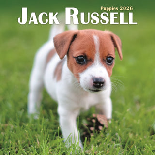 Cover image for 9781804608432 - Jack Russell Puppies Square Mini Calenda