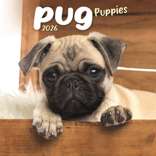 Cover image for 9781804608463 - Pug Puppies Square Mini Calendar 2026
