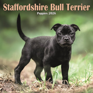 Cover image for 9781804608494 - Staffordshire Bull Terrier Puppies Squar