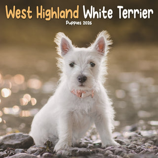 Cover image for 9781804608500 - West Highland White Terrier Puppies Squa