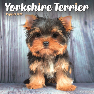 Cover image for 9781804608517 - Yorkshire Terrier Puppies Square Mini Ca
