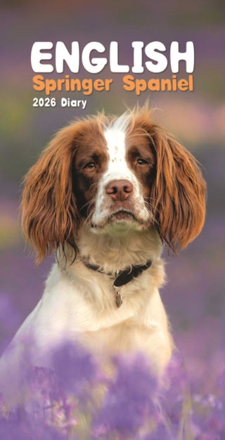 Cover image for 9781804608746 - English Springer Spaniels Slim Diary 2026