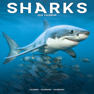 Cover image for 9781804608951 - Sharks Calendar 2026  Square Animal Wall Calendar - 16 Month